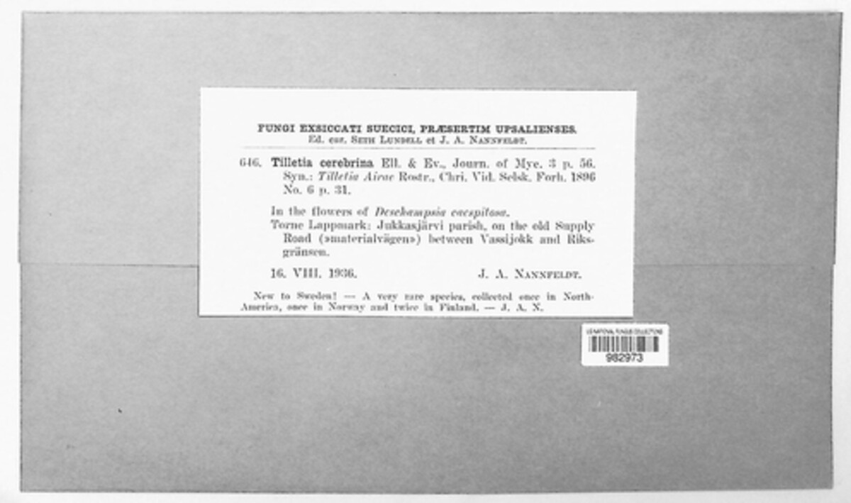 Tilletia cerebrina image